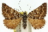  ( - 11ANIC-06955)  @11 [ ] CreativeCommons - Attribution (2011) ANIC/CBG Photography Group Centre for Biodiversity Genomics