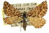  ( - 11ANIC-06957)  @13 [ ] CreativeCommons - Attribution (2011) ANIC/CBG Photography Group Centre for Biodiversity Genomics