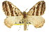  ( - 11ANIC-06991)  @11 [ ] CreativeCommons - Attribution (2011) ANIC/CBG Photography Group Centre for Biodiversity Genomics