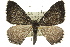  ( - 11ANIC-06998)  @15 [ ] CreativeCommons - Attribution (2011) ANIC/CBG Photography Group Centre for Biodiversity Genomics