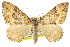  ( - 11ANIC-07010)  @11 [ ] CreativeCommons - Attribution (2011) ANIC/CBG Photography Group Centre for Biodiversity Genomics