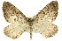  ( - 11ANIC-07017)  @15 [ ] CreativeCommons - Attribution (2011) ANIC/CBG Photography Group Centre for Biodiversity Genomics