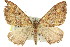  (Epyaxa centroneura - 11ANIC-07025)  @13 [ ] CreativeCommons - Attribution (2011) ANIC/CBG Photography Group Centre for Biodiversity Genomics
