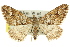  (Epyaxa agelasta - 11ANIC-07031)  @15 [ ] CreativeCommons - Attribution (2011) ANIC/CBG Photography Group Centre for Biodiversity Genomics