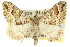  ( - 11ANIC-07032)  @14 [ ] CreativeCommons - Attribution (2011) ANIC/CBG Photography Group Centre for Biodiversity Genomics