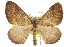  ( - 11ANIC-07035)  @14 [ ] CreativeCommons - Attribution (2011) ANIC/CBG Photography Group Centre for Biodiversity Genomics
