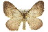  (Epyaxa epia - 11ANIC-07036)  @15 [ ] CreativeCommons - Attribution (2011) ANIC/CBG Photography Group Centre for Biodiversity Genomics