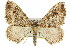  ( - 11ANIC-07057)  @15 [ ] CreativeCommons - Attribution (2011) ANIC/CBG Photography Group Centre for Biodiversity Genomics