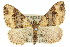  (Epyaxa subidaria - 11ANIC-07059)  @15 [ ] CreativeCommons - Attribution (2011) ANIC/CBG Photography Group Centre for Biodiversity Genomics