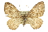  (Visiana brujata - 11ANIC-07064)  @14 [ ] CreativeCommons - Attribution (2011) ANIC/CBG Photography Group Centre for Biodiversity Genomics