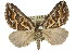  ( - 11ANIC-07072)  @12 [ ] CreativeCommons - Attribution (2011) ANIC/CBG Photography Group Centre for Biodiversity Genomics