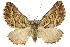  ( - 11ANIC-07075)  @12 [ ] CreativeCommons - Attribution (2011) ANIC/CBG Photography Group Centre for Biodiversity Genomics