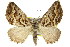  ( - 11ANIC-07076)  @12 [ ] CreativeCommons - Attribution (2011) ANIC/CBG Photography Group Centre for Biodiversity Genomics