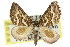 ( - 11ANIC-07078)  @12 [ ] CreativeCommons - Attribution (2011) ANIC/CBG Photography Group Centre for Biodiversity Genomics