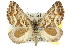  ( - 11ANIC-07079)  @11 [ ] CreativeCommons - Attribution (2011) ANIC/CBG Photography Group Centre for Biodiversity Genomics