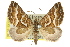  ( - 11ANIC-07080)  @11 [ ] CreativeCommons - Attribution (2011) ANIC/CBG Photography Group Centre for Biodiversity Genomics