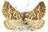  ( - 11ANIC-07083)  @11 [ ] CreativeCommons - Attribution (2011) ANIC/CBG Photography Group Centre for Biodiversity Genomics