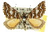  ( - 11ANIC-07096)  @14 [ ] CreativeCommons - Attribution (2011) ANIC/CBG Photography Group Centre for Biodiversity Genomics