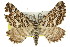  ( - 11ANIC-07112)  @14 [ ] CreativeCommons - Attribution (2011) ANIC/CBG Photography Group Centre for Biodiversity Genomics