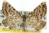  ( - 11ANIC-07113)  @12 [ ] CreativeCommons - Attribution (2011) ANIC/CBG Photography Group Centre for Biodiversity Genomics