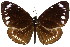  ( - 11ANIC-07142)  @11 [ ] CreativeCommons - Attribution (2011) ANIC/CBG Photography Group Centre for Biodiversity Genomics