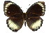  ( - 11ANIC-07157)  @11 [ ] CreativeCommons - Attribution (2011) ANIC/CBG Photography Group Centre for Biodiversity Genomics