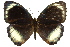  (Elymnias agondas - 11ANIC-07158)  @11 [ ] CreativeCommons - Attribution (2011) ANIC/CBG Photography Group Centre for Biodiversity Genomics