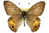  ( - 11ANIC-07180)  @11 [ ] CreativeCommons - Attribution (2011) ANIC/CBG Photography Group Centre for Biodiversity Genomics
