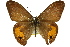  ( - 11ANIC-07182)  @14 [ ] CreativeCommons - Attribution (2011) ANIC/CBG Photography Group Centre for Biodiversity Genomics