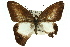  ( - 11ANIC-07186)  @13 [ ] CreativeCommons - Attribution (2011) ANIC/CBG Photography Group Centre for Biodiversity Genomics