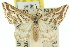  ( - 11ANIC-07229)  @13 [ ] CreativeCommons - Attribution (2011) ANIC/CBG Photography Group Centre for Biodiversity Genomics
