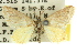  (Anomocentris cosmadelpha - 11ANIC-07236)  @11 [ ] CreativeCommons - Attribution (2011) ANIC/CBG Photography Group Centre for Biodiversity Genomics