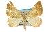  ( - 11ANIC-07260)  @11 [ ] CreativeCommons - Attribution (2011) ANIC/CBG Photography Group Centre for Biodiversity Genomics