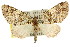  (Tympanota perophora - 11ANIC-07274)  @14 [ ] CreativeCommons - Attribution (2011) ANIC/CBG Photography Group Centre for Biodiversity Genomics
