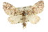  ( - 11ANIC-07275)  @11 [ ] CreativeCommons - Attribution (2011) ANIC/CBG Photography Group Centre for Biodiversity Genomics