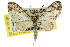  ( - 11ANIC-07308)  @12 [ ] CreativeCommons - Attribution (2011) ANIC/CBG Photography Group Centre for Biodiversity Genomics