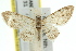  ( - 11ANIC-07311)  @15 [ ] CreativeCommons - Attribution (2011) ANIC/CBG Photography Group Centre for Biodiversity Genomics