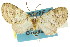  ( - 11ANIC-07318)  @11 [ ] CreativeCommons - Attribution (2011) ANIC/CBG Photography Group Centre for Biodiversity Genomics
