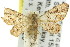  ( - 11ANIC-07329)  @11 [ ] CreativeCommons - Attribution (2011) ANIC/CBG Photography Group Centre for Biodiversity Genomics