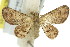  (Gymnoscelis aenictopa - 11ANIC-07331)  @14 [ ] CreativeCommons - Attribution (2011) ANIC/CBG Photography Group Centre for Biodiversity Genomics