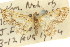  ( - 11ANIC-07332)  @11 [ ] CreativeCommons - Attribution (2011) ANIC/CBG Photography Group Centre for Biodiversity Genomics