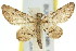  (Gymnoscelis delocyma - 11ANIC-07333)  @13 [ ] CreativeCommons - Attribution (2011) ANIC/CBG Photography Group Centre for Biodiversity Genomics