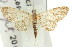  (Gymnoscelis acidna - 11ANIC-07336)  @11 [ ] CreativeCommons - Attribution (2011) ANIC/CBG Photography Group Centre for Biodiversity Genomics