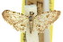  ( - 11ANIC-07349)  @11 [ ] CreativeCommons - Attribution (2011) ANIC/CBG Photography Group Centre for Biodiversity Genomics