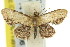  ( - 11ANIC-07351)  @14 [ ] CreativeCommons - Attribution (2011) ANIC/CBG Photography Group Centre for Biodiversity Genomics
