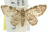  ( - 11ANIC-07395)  @14 [ ] CreativeCommons - Attribution (2011) ANIC/CBG Photography Group Centre for Biodiversity Genomics