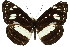  ( - 11ANIC-07463)  @14 [ ] CreativeCommons - Attribution (2011) ANIC/CBG Photography Group Centre for Biodiversity Genomics