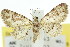  ( - 11ANIC-07515)  @11 [ ] CreativeCommons - Attribution (2011) ANIC/CBG Photography Group Centre for Biodiversity Genomics