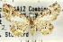  ( - 11ANIC-07516)  @11 [ ] CreativeCommons - Attribution (2011) ANIC/CBG Photography Group Centre for Biodiversity Genomics