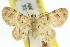  ( - 11ANIC-07531)  @11 [ ] CreativeCommons - Attribution (2011) ANIC/CBG Photography Group Centre for Biodiversity Genomics